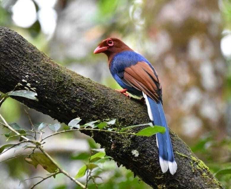 Sri Lanka : Sinharaja Rainforest Guided Trek with Pickup - Languages and group feel: who this tour suits best