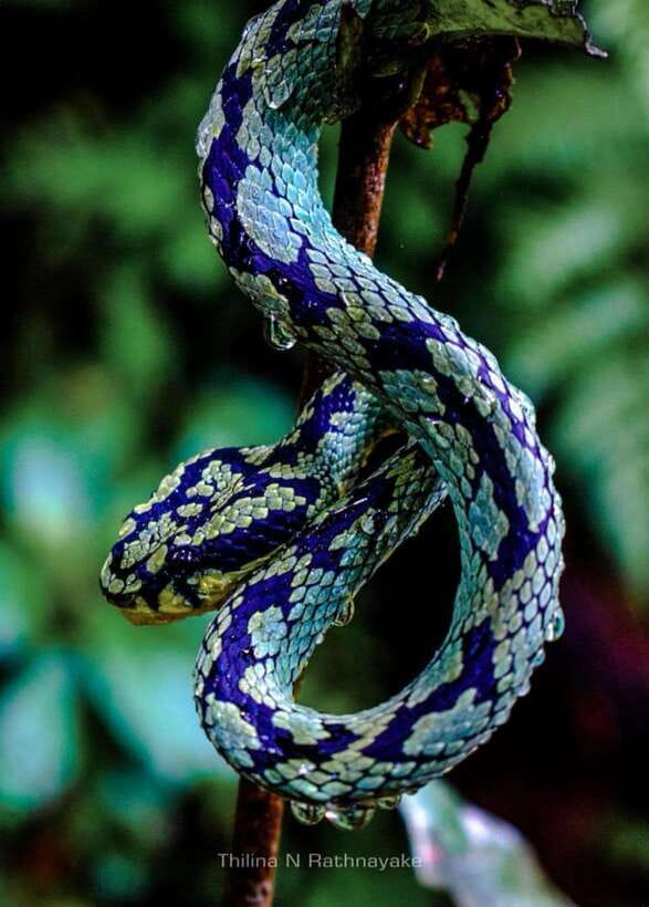 Sri Lanka : Sinharaja Rainforest Guided Trek with Pickup - Should you book this Sinharaja guided trek with pickup?