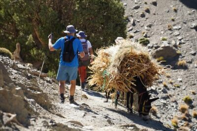 Summiting and Hiking the Atlas Mountains Day Trek from Marrakech - Imlil and Toubkal National Park: the trail starts in forests