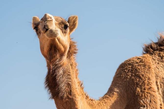 Sunrise/Morning Dune Drive with Camel Trek & Sand Surfing - Dune Bashing, Sunrise Photos, and Sandboarding on Big Dunes