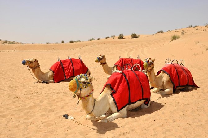 Sunset Camel Trek & Red Dunes Safari with BBQ at Al Khayma Camp From Dubai - Key highlights worth your time