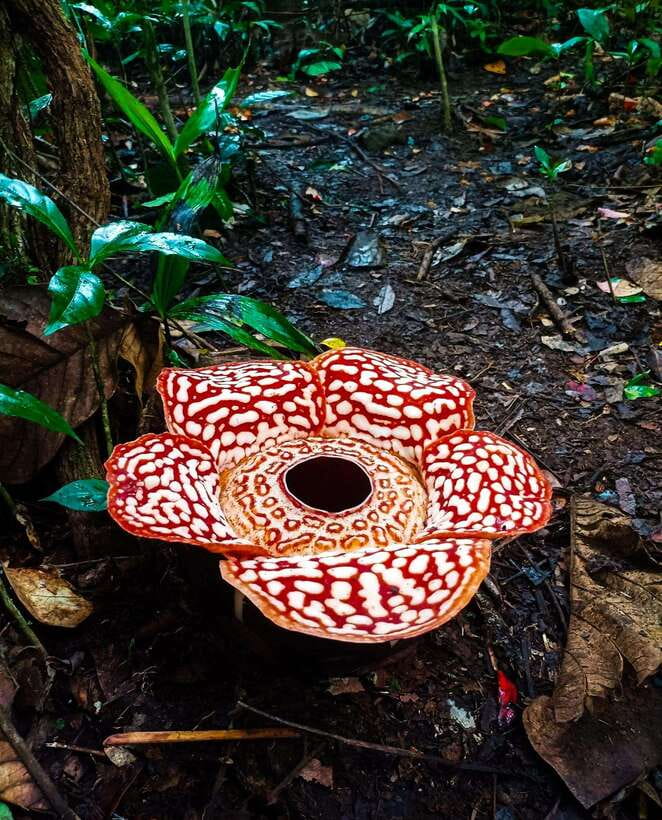 Tambunan: Rafflesia Flower Trekking with Rustic Lunch - Key things you’ll notice on this Tambunan Rafflesia trek