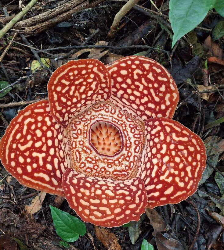Tambunan: Rafflesia Flower Trekking with Rustic Lunch - The info stop that helps you actually understand what you’re hunting