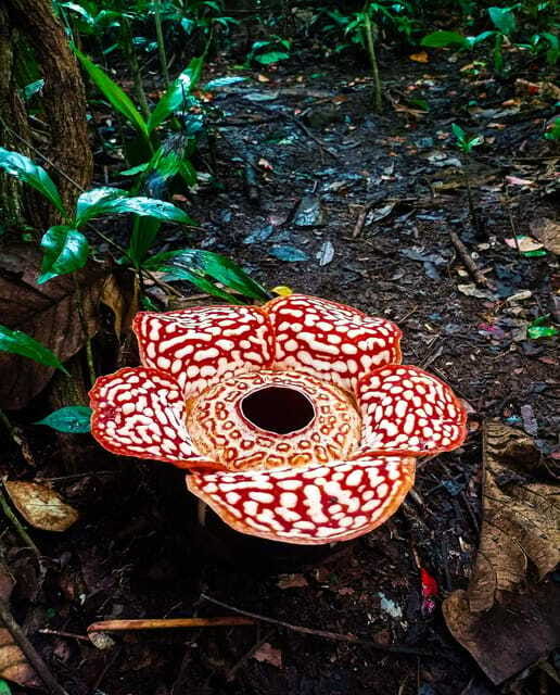 Tambunan: Rafflesia Flower Trekking with Rustic Lunch - Seeing the bloom: how the guide timing approach improves your odds