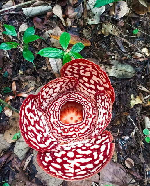 Tambunan: Rafflesia Flower Trekking with Rustic Lunch - The role of guides like Jacob and Vanessa in your comfort and results