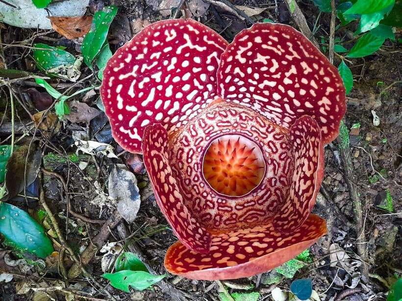 Tambunan: Rafflesia Flower Trekking with Rustic Lunch - Your morning in Kota Kinabalu: pickup, two options, and a scenic drive