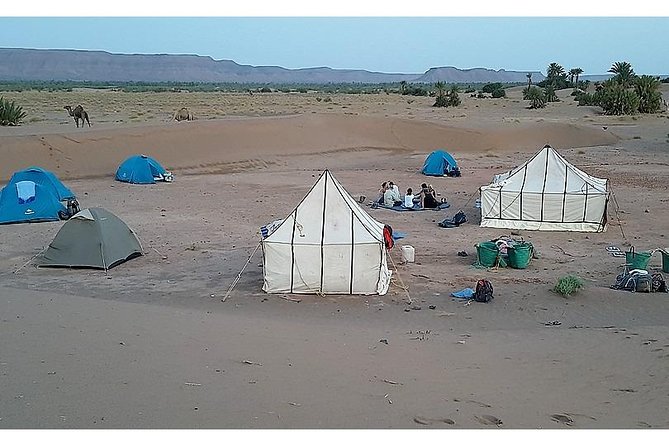 The secret of the camel trekking desert - Key things to know before you go