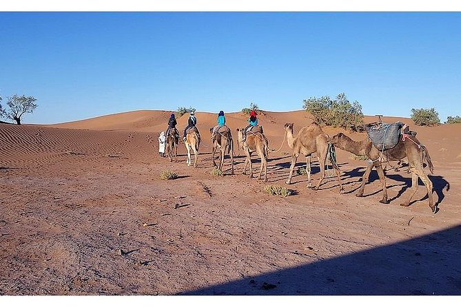 The secret of the camel trekking desert - Price and value: what $1,018.99 buys you in the real world