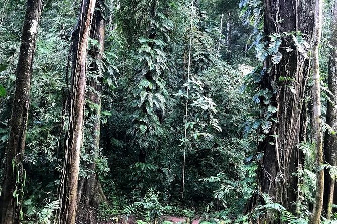 The Ultimate Hiker’s Choice - 5 days forest trek with homestay and camping - Day 2: Coffee in the forest and hands-on plant learning