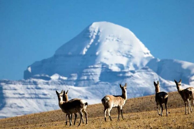 Tibet Tour 15 Days Lhasa to Kailash Trekking Small Group via EBC - Drepung and Sera: Monasteries With Real Daily Rhythm