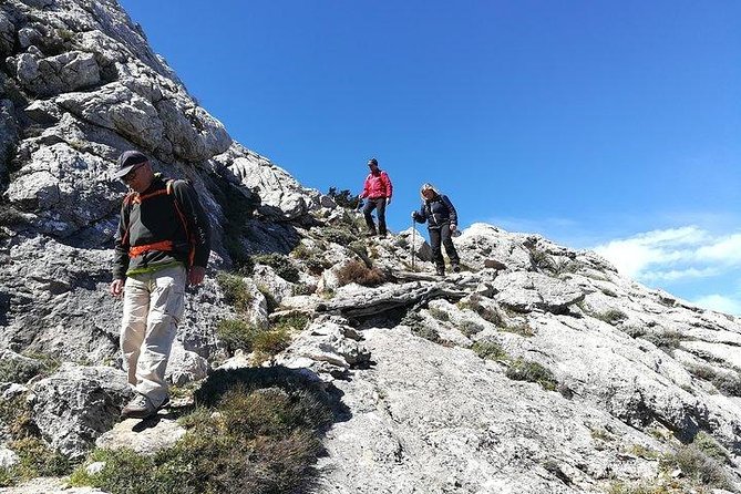 Tiscali mount guided hike - Nature you might notice: rare trees, moufflons, and weasel signs