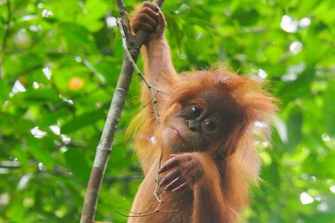TOUR PACKAGE (jungle trekking, taxi, Room) 4 DAYS 3 NIGHTS in BUKIT LAWANG - Gunung Leuser starting at 9:00: animal searching with time to learn