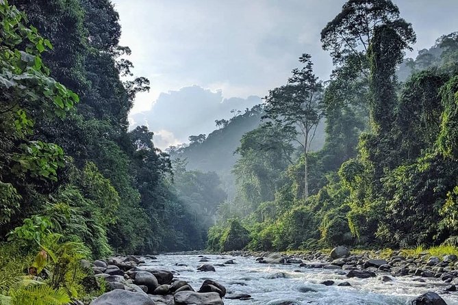 TOUR PACKAGE (jungle trekking, taxi, Room) 4 DAYS 3 NIGHTS in BUKIT LAWANG - One night camping in the rainforest: gear provided, sleep earned
