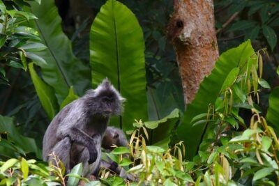 TOUR PACKAGE (jungle trekking, taxi, Room) 4 DAYS 3 NIGHTS in BUKIT LAWANG - The trek’s big work: two days of jungle hiking