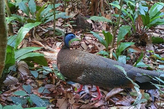 TOUR PACKAGE (jungle trekking, taxi, Room) 4 DAYS 3 NIGHTS in BUKIT LAWANG - Rafting Day 3: traditional raft time after trekking