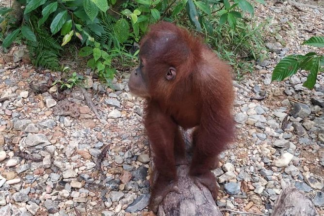 TOUR PACKAGE (jungle trekking, taxi, Room) 4 DAYS 3 NIGHTS in BUKIT LAWANG - Guide team and permits: why the small-group cap matters