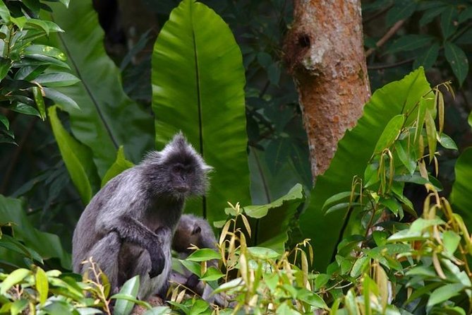 TOUR PACKAGE (jungle trekking, taxi, Room) 4 DAYS 3 NIGHTS in BUKIT LAWANG - The trek’s big work: two days of jungle hiking