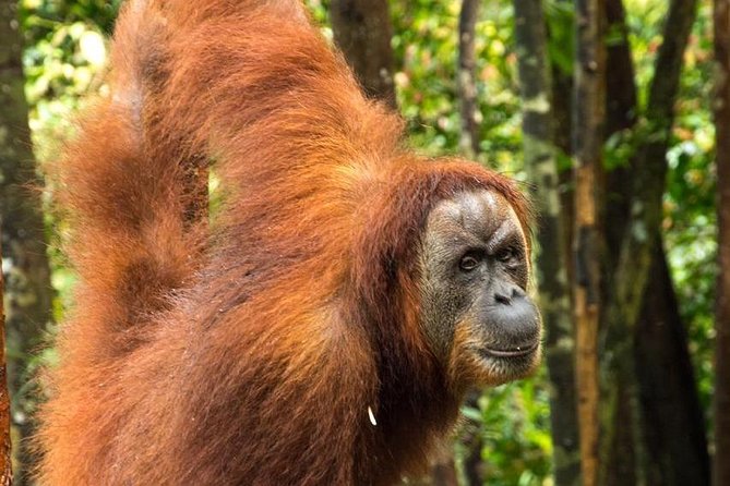 TOUR PACKAGE (Taxi, Room, Jungle Trekking) 3 Days in BUKIT LAWANG - Key highlights at a glance