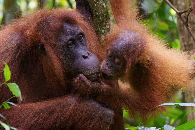 TOUR PACKAGE (Taxi, Room, Jungle Trekking) 3 Days in BUKIT LAWANG - Where you sleep and eat: two nights in Bukit Lawang that keep it easy