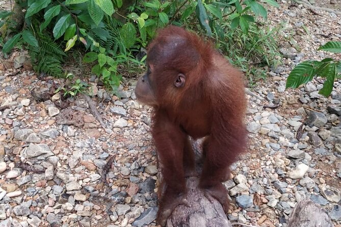 TOUR PACKAGE (Taxi, Room, Jungle Trekking) 3 Days in BUKIT LAWANG - Group size and timing: what a max-6 tour feels like