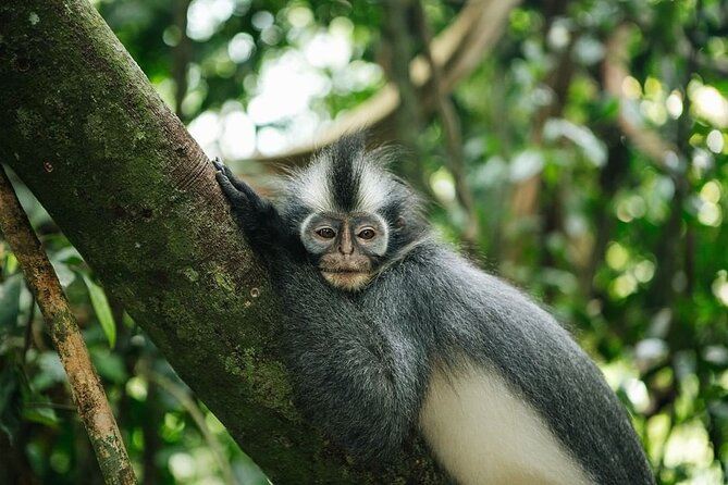 TOUR PACKAGE (Taxi, Room, Jungle Trekking) 3 Days in BUKIT LAWANG - Price and value: what $271.18 buys in real travel terms