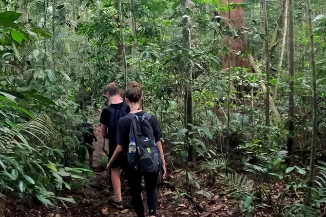 TOUR PACKAGE (Taxi, Room, Jungle Trekking) 3 Days in BUKIT LAWANG - Wildlife sightings: manage expectations, then enjoy the process