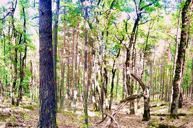 Tour with the Mountain Train, Trek to Mystic Forest and Castle - Key highlights you’ll actually feel