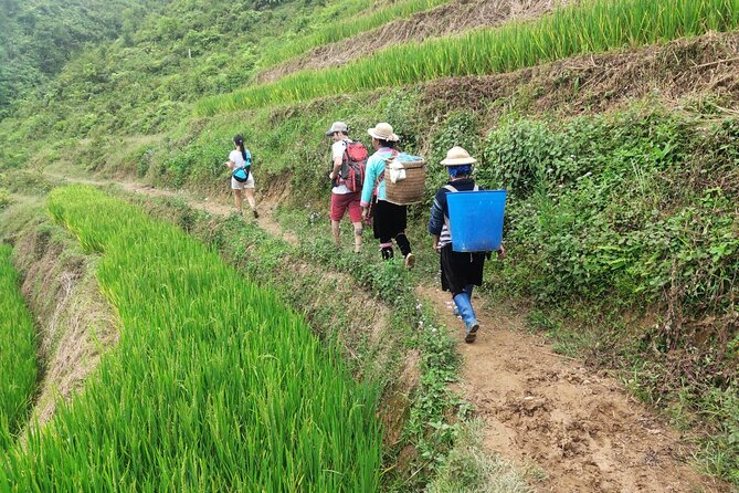 Trek Adventure in Ta Van Village, Lao Chai - How to Think About Timing (and Rice Season)