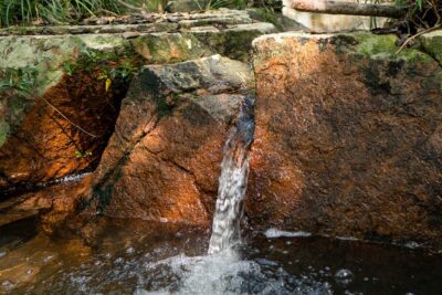 Trek Nui Chua Experience 2D1N, Night in the Jungle - Vinh Hy Bay - Day 2: 2h30 Downhill and the Rose Myrtle Walk Back to Vinh Hy