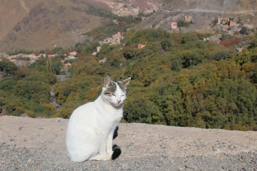 Trekking and Hiking in Morocco 2 Day trek in Atlas Mountains - Day 1 Dinner and Guesthouse Night: What “Local” Means Here