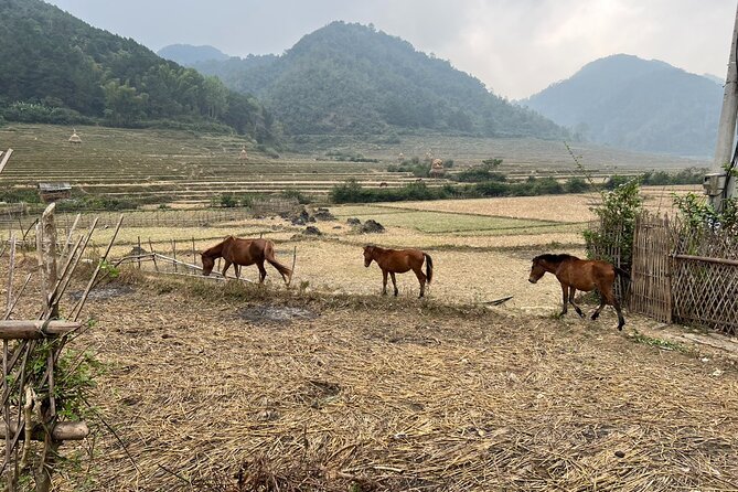 Trekking Ban Gioc Waterfall to Hidden Village on Unique Route - Who should book this trek—and who should skip it
