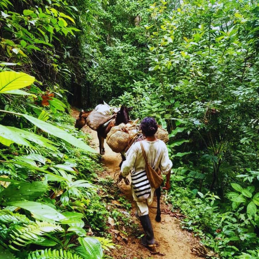 Trekking History and Indigenous Heritage in Minca + Cacao & Coffee + Waterfall - Key Things That Make This Tour Work in Real Life