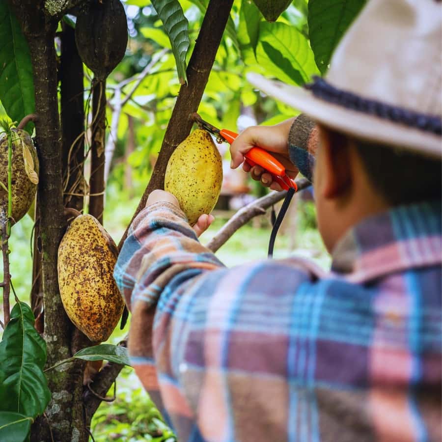 Trekking History and Indigenous Heritage in Minca + Cacao & Coffee + Waterfall - Price and Value: Is $41 Worth It?