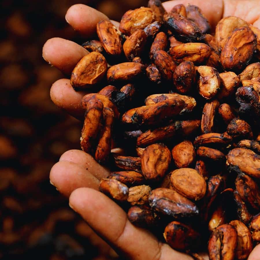 Trekking History and Indigenous Heritage in Minca + Cacao & Coffee + Waterfall - Who This Tour Fits Best (and Who Might Want Another Option)