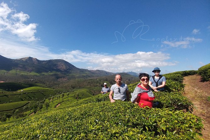 Trekking in Munnar - Entering Munnar’s tea world: the 1450m start