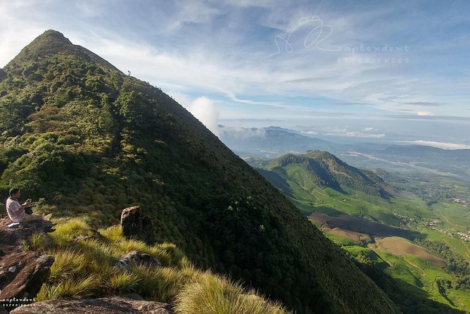 Trekking in Munnar - Shola forest edges: coffee, cardamom, and endemic bird odds