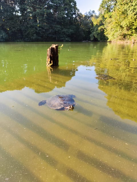 Trekking in the Wood with picnic on the turtles lake - Why this 2-hour Milan nature break feels different