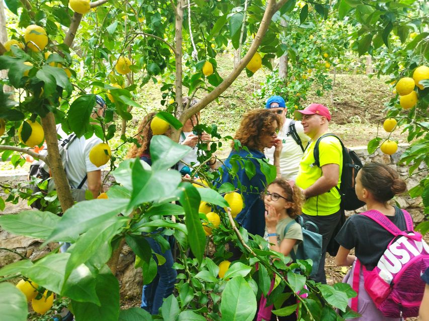 Trekking Lemon Tour - Price and value: is $67.97 fair for this hike?