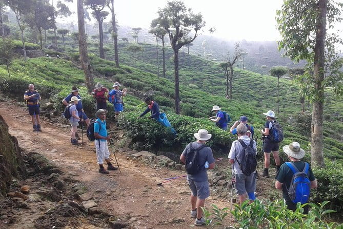 Trekking & Picnic in The Tea Plantation From Ella, Haputale & Bandarawela - Tea country trekking: why this feels like the real Sri Lanka