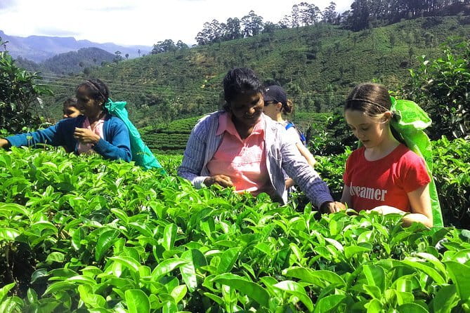 Trekking & Picnic in The Tea Plantation From Ella, Haputale & Bandarawela - The Haputale tea-estate portion: walking, views, and tea work in motion