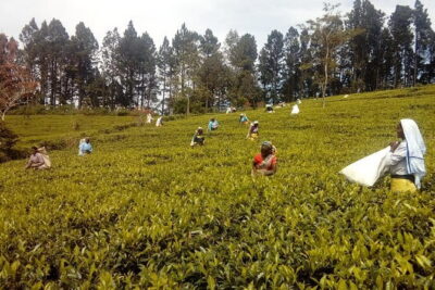 Trekking & Picnic in The Tea Plantation From Ella, Haputale & Bandarawela - From Bandarawela to Haputale: how the day flows