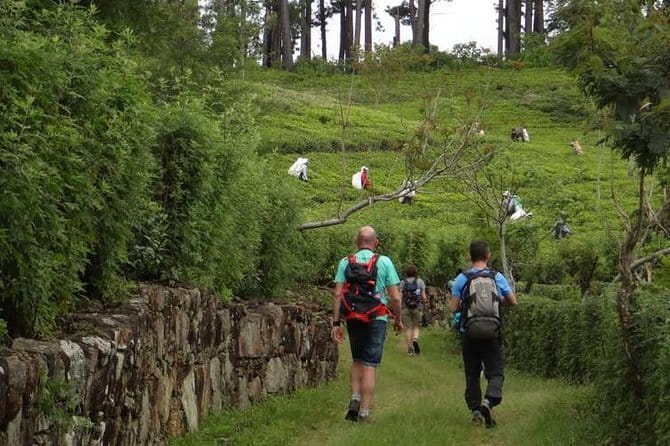 Trekking & Picnic in The Tea Plantation From Ella, Haputale & Bandarawela - Tea picking with local women: what you’ll learn and how to make it meaningful