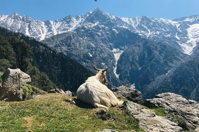 Triund Trek with Manu Adventures India - Day 1: 4 hours uphill through mixed forest