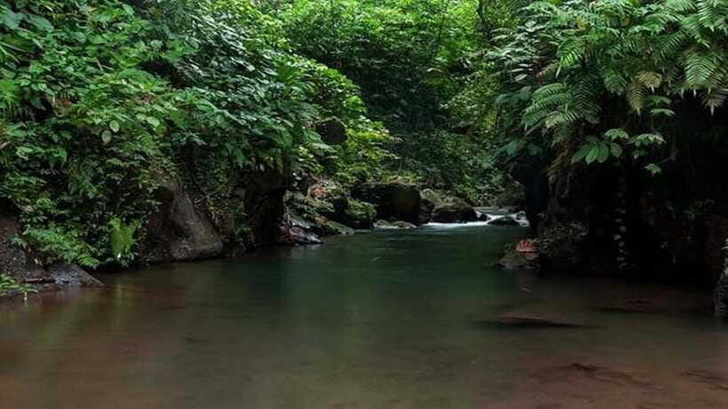Ubud: Bayad Village, Waterfall and Cave Trek Adventure - Planting your own tree: why this part matters