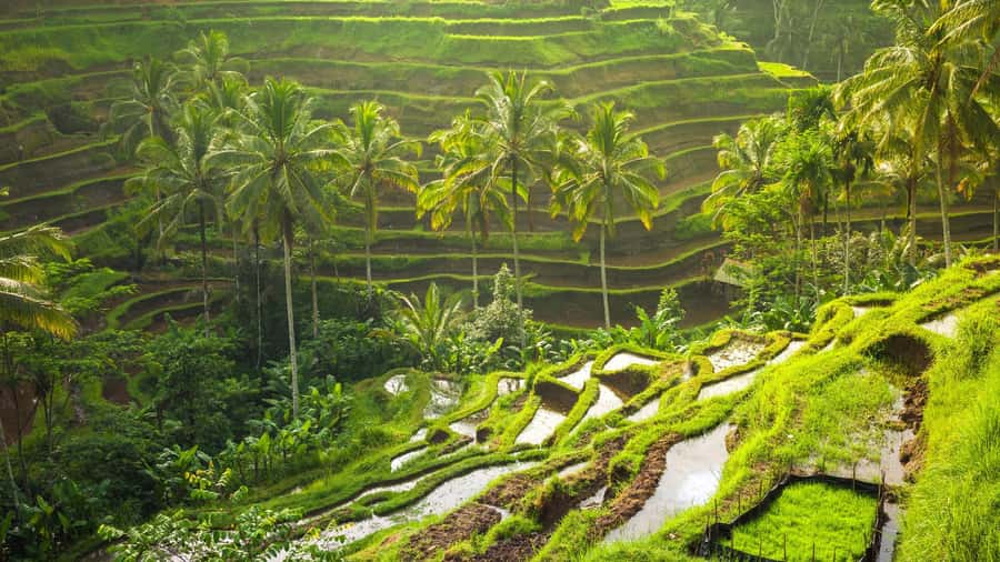 Ubud: Rice Terrace, Holy Water Temple & Waterfalls Trek Tour - Key highlights you’ll feel in real life