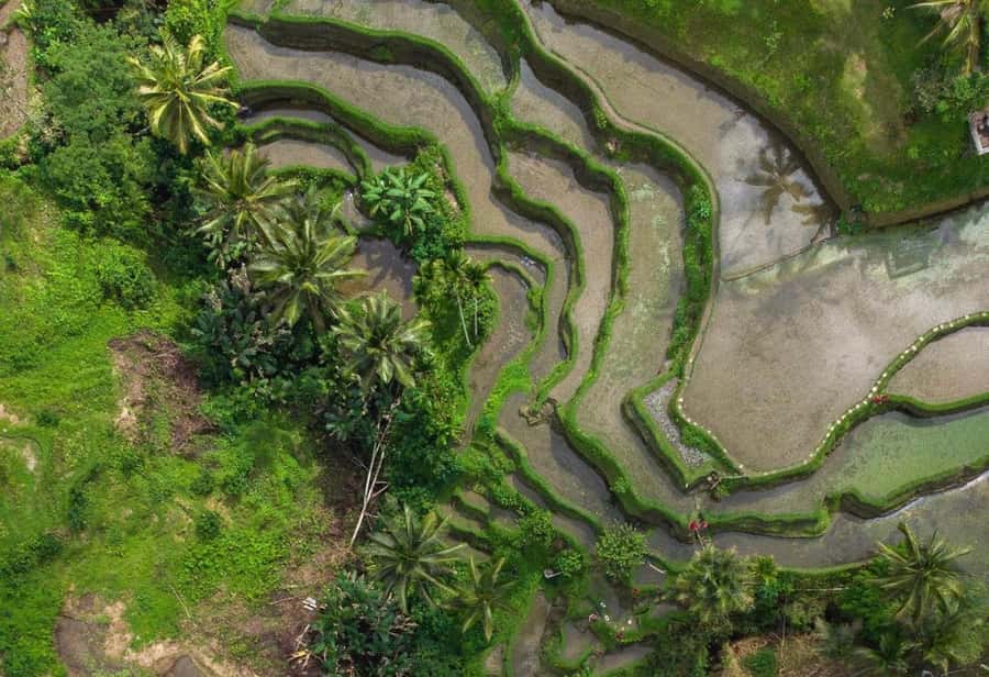Ubud: Rice Terrace, Holy Water Temple & Waterfalls Trek Tour - Lunch plus coffee tasting: how the day stays enjoyable