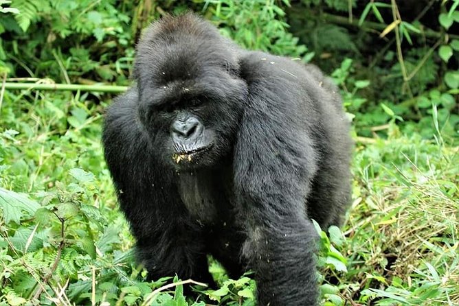 Uganda 4 days Gorilla Trekking - Key highlights that matter on the ground