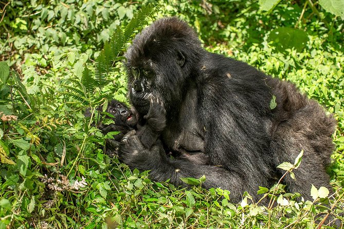Uganda 4 days Gorilla Trekking - Pickup, Mobile Ticket, and Kampala Convenience