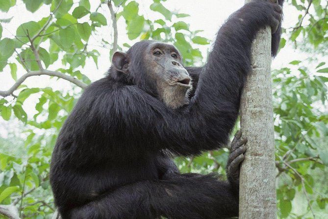 Uganda 4 days Gorilla Trekking - Neza Safaris Planning Style: Flexibility + Time Management That Shows