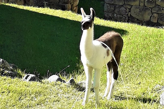 Ultimate Lares Trek & Inca Trail 5 days - Day 3: Huaran trail end, then Ollantaytambo’s living Inca streets